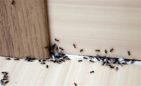家中出現大量螞蟻